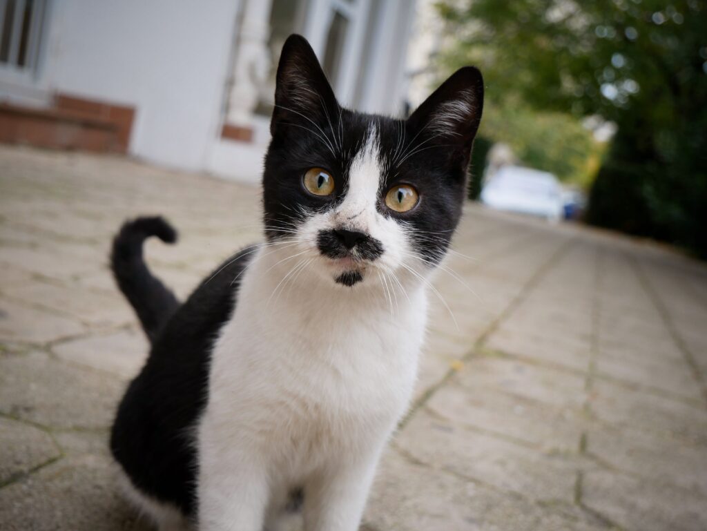 Katze