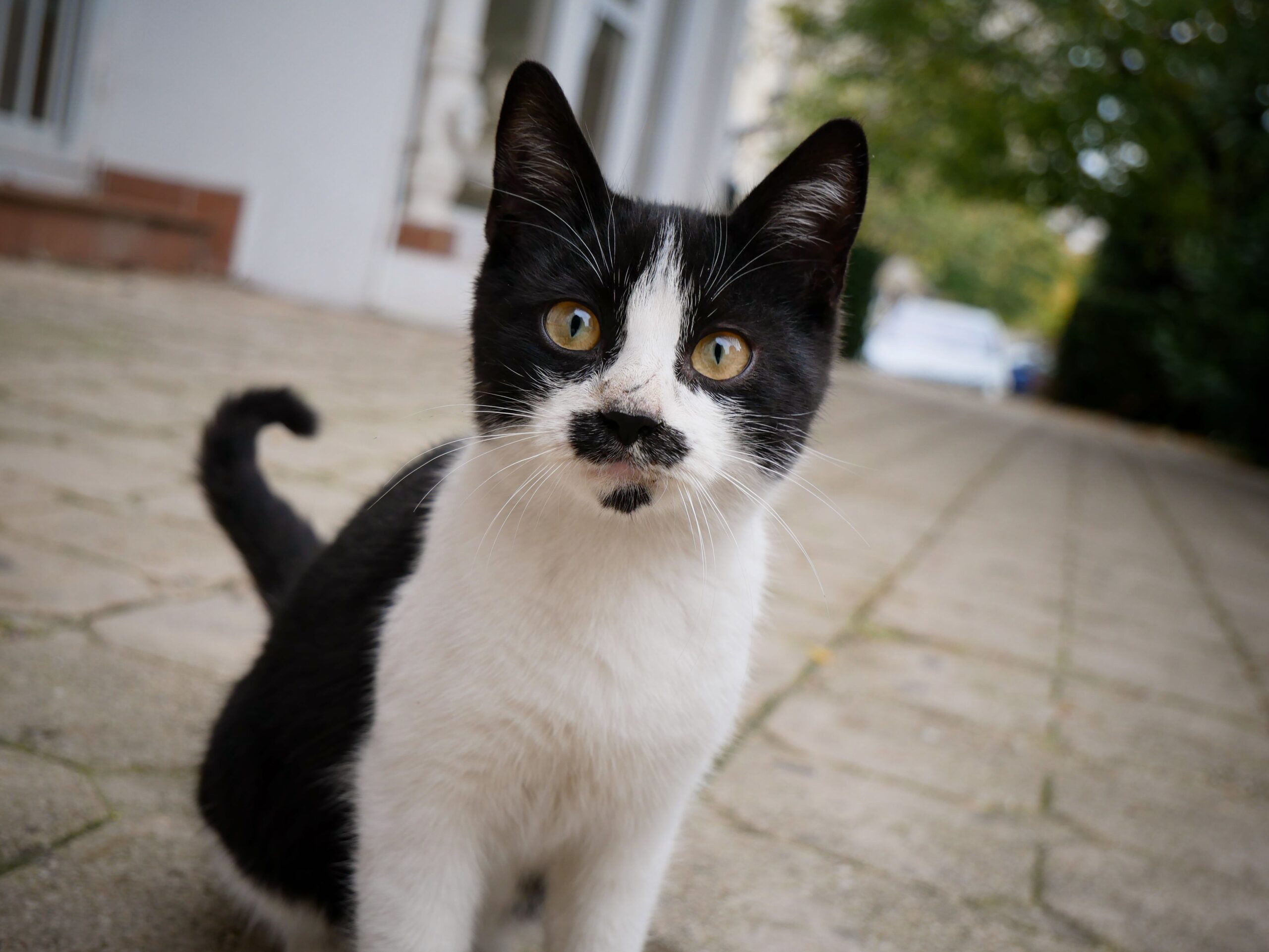 Katze